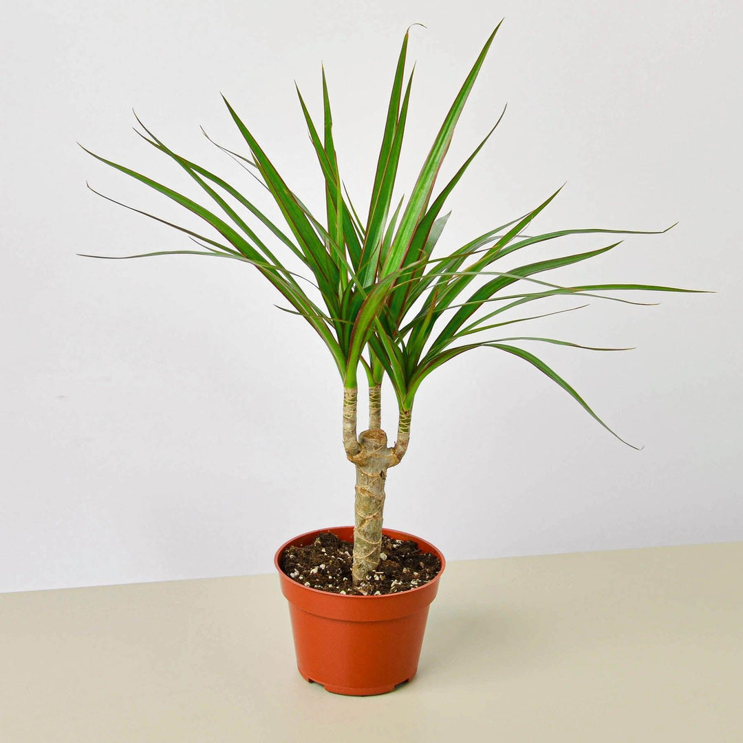 Dracaena 'Marginata Cane' - Casey & Company