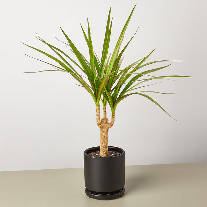 Dracaena 'Marginata Cane' - Casey & Company