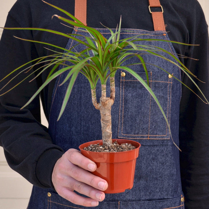 Dracaena 'Marginata Cane' - Casey & Company