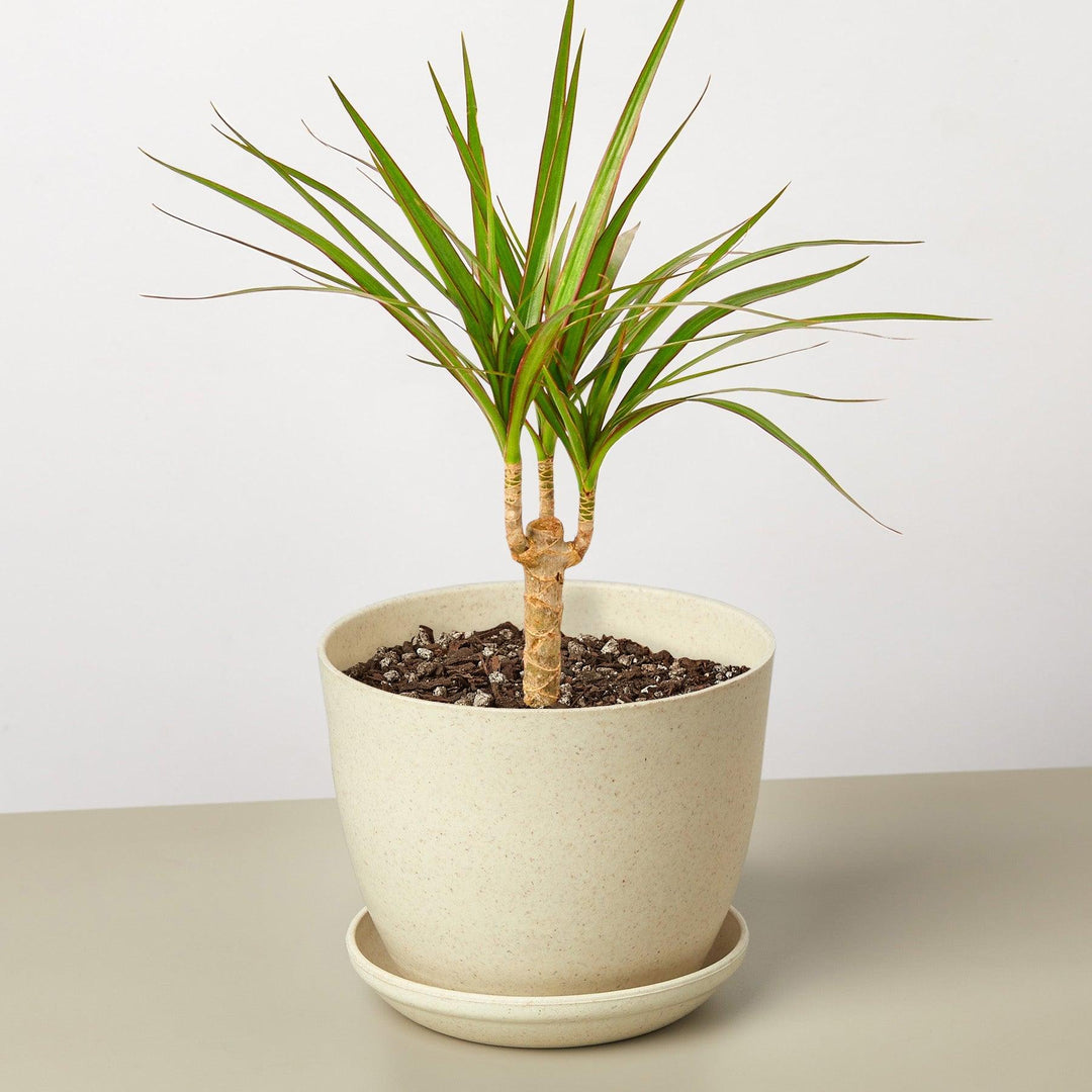 Dracaena 'Marginata Cane' - Casey & Company