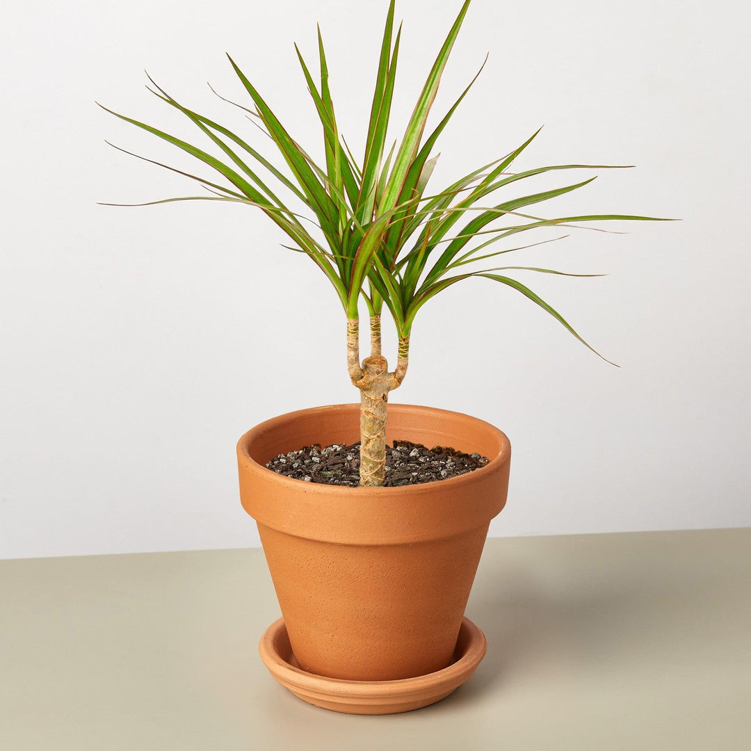 Dracaena 'Marginata Cane' - Casey & Company