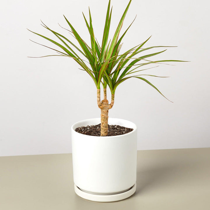 Dracaena 'Marginata Cane' - Casey & Company