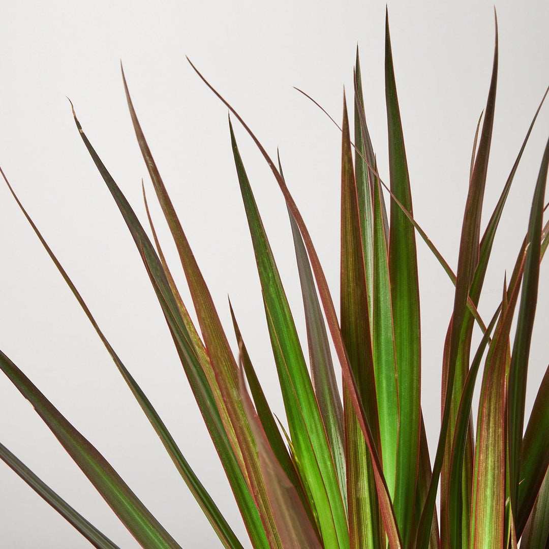 Dracaena 'Marginata Magenta' - Casey & Company