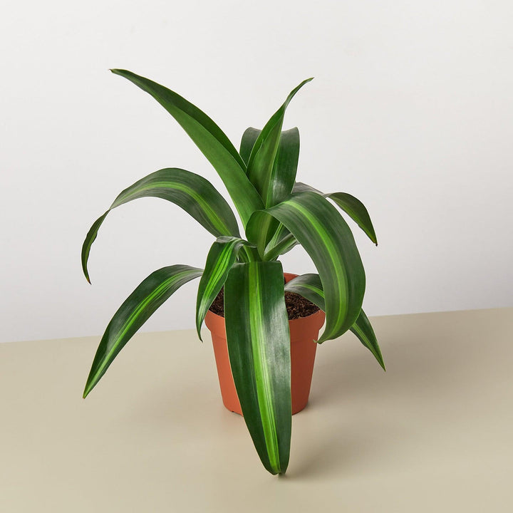 Dracaena 'Massangeana' - Casey & Company