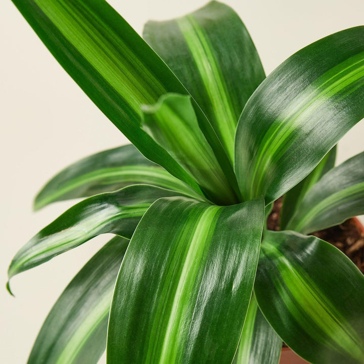 Dracaena 'Massangeana' - Casey & Company