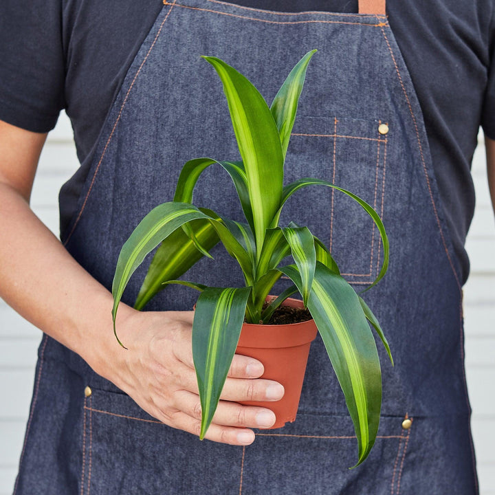 Dracaena 'Massangeana' - Casey & Company