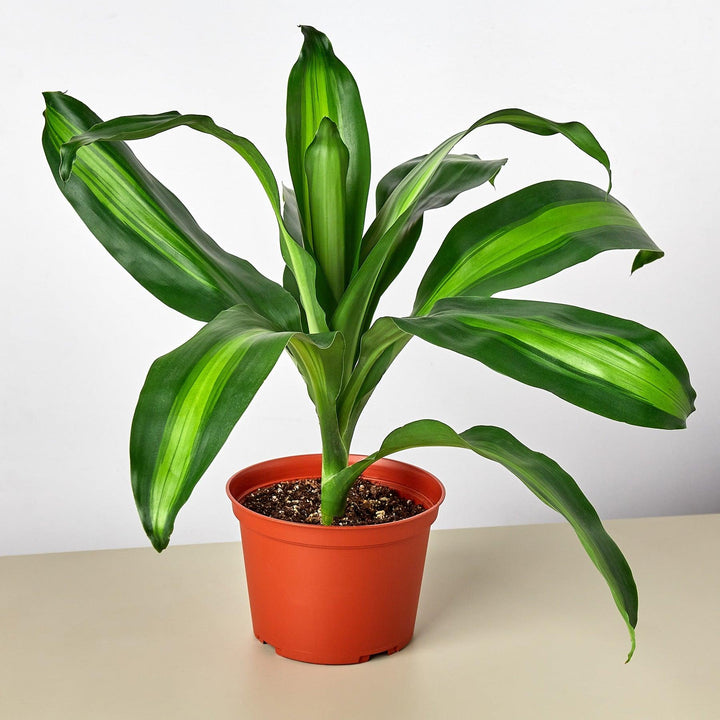 Dracaena 'Massangeana' - Casey & Company