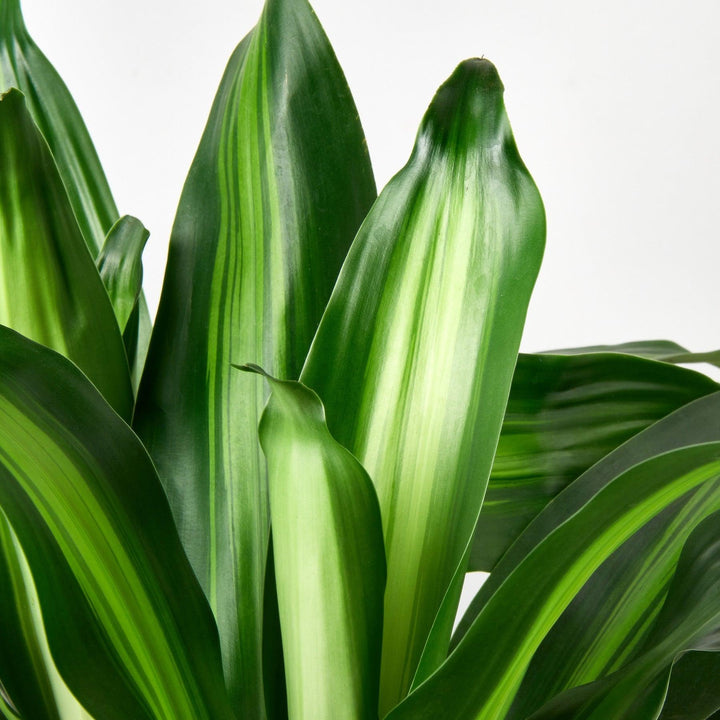 Dracaena 'Massangeana' - Casey & Company