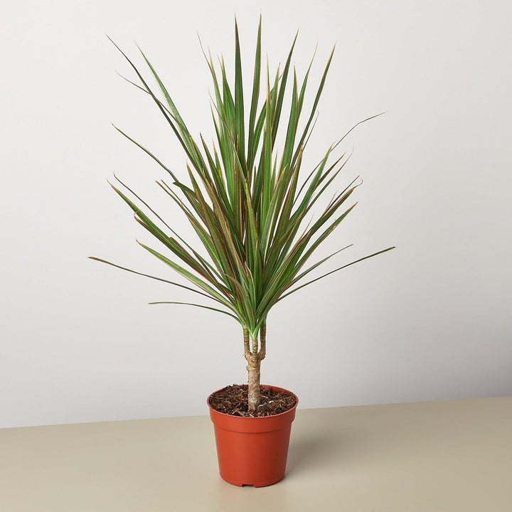 Dracaena 'Red Margined' - Casey & Company