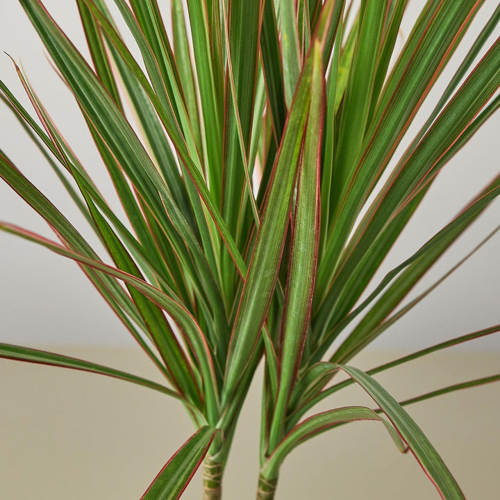 Dracaena 'Red Margined' - Casey & Company