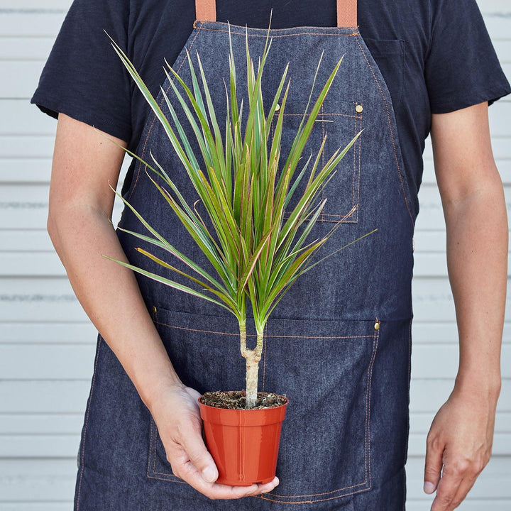 Dracaena 'Red Margined' - Casey & Company