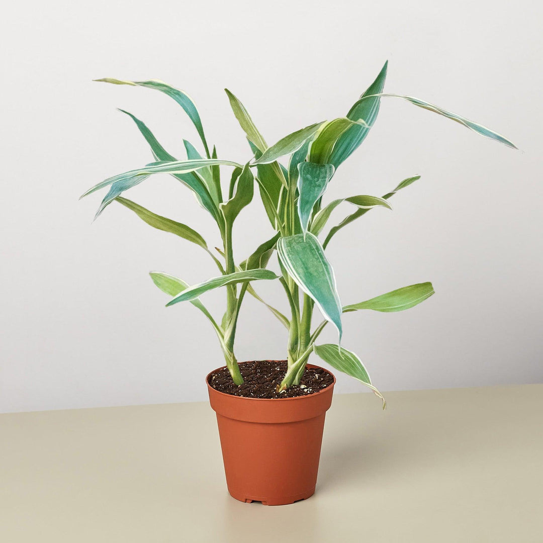 Dracaena 'Sanderiana' - Casey & Company