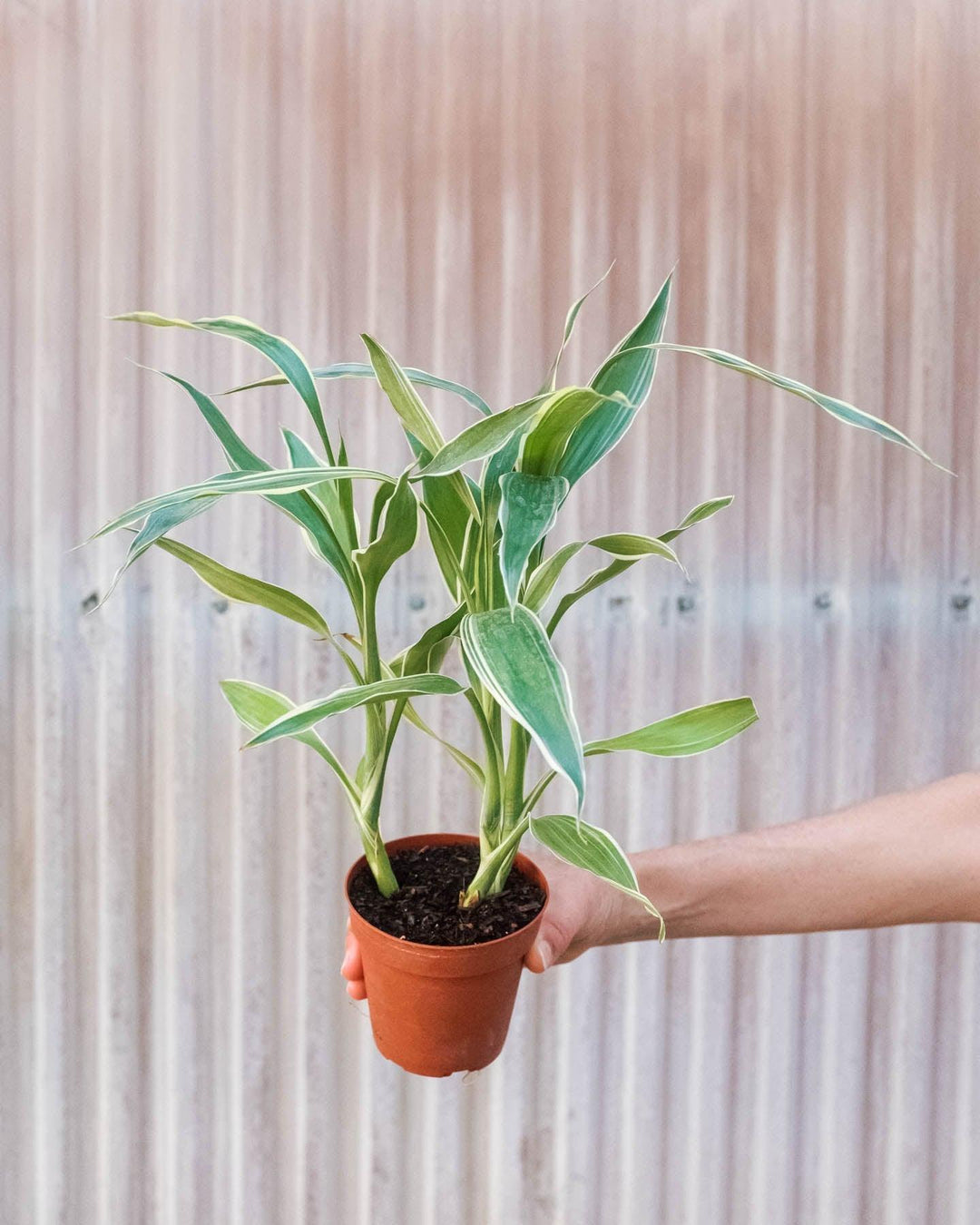 dracaena sanderiana white Dracaena 'Sanderiana'