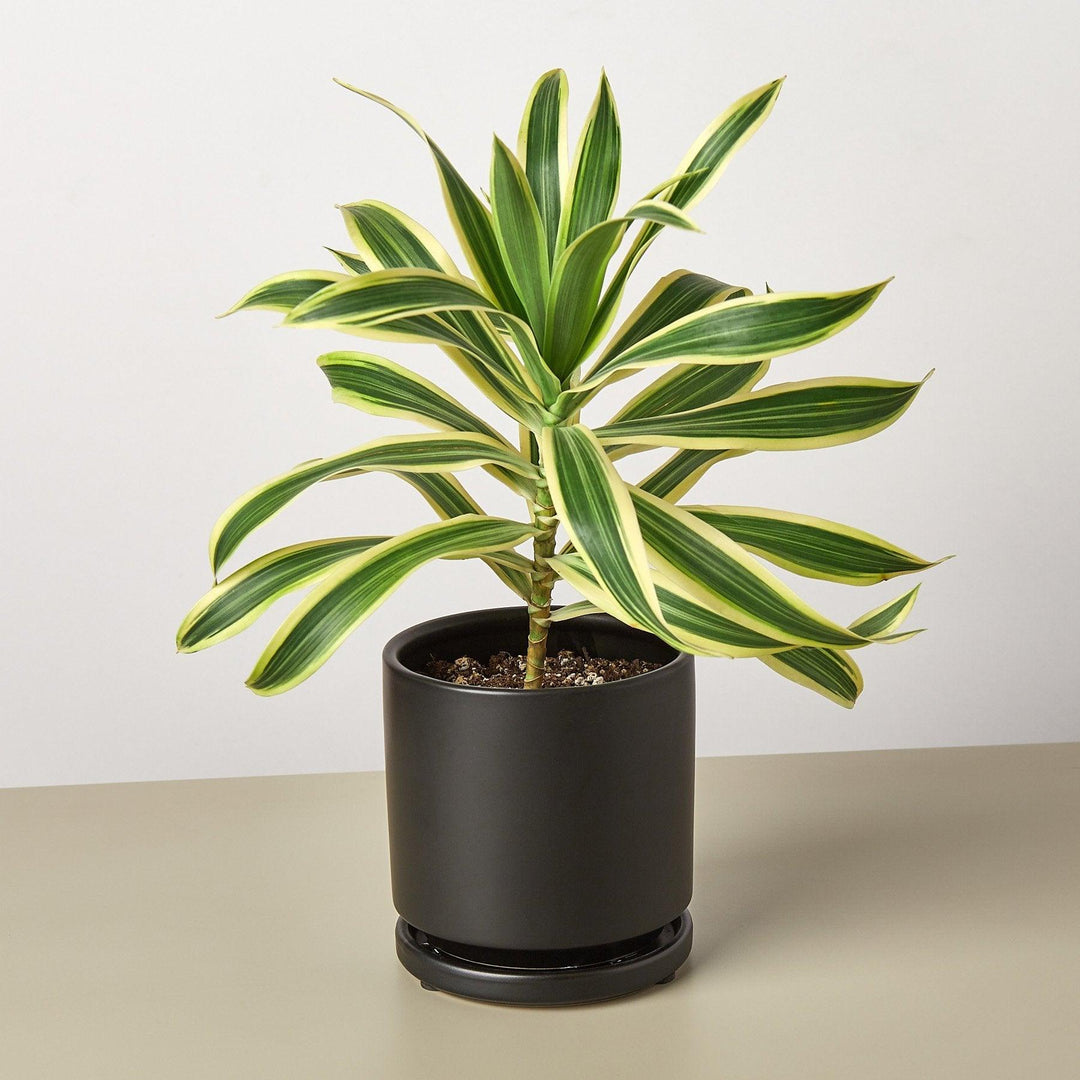 Dracaena Song of India - Casey & Company