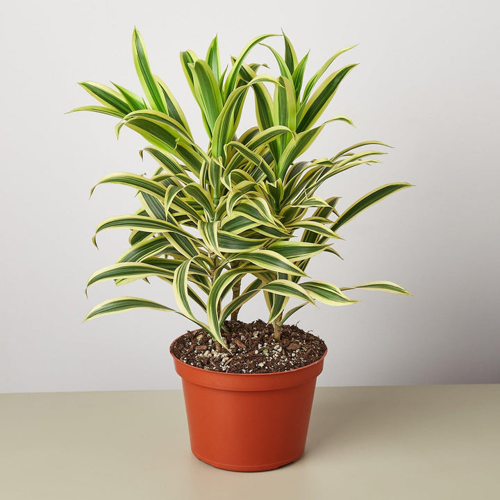 Dracaena Song of India - Casey & Company