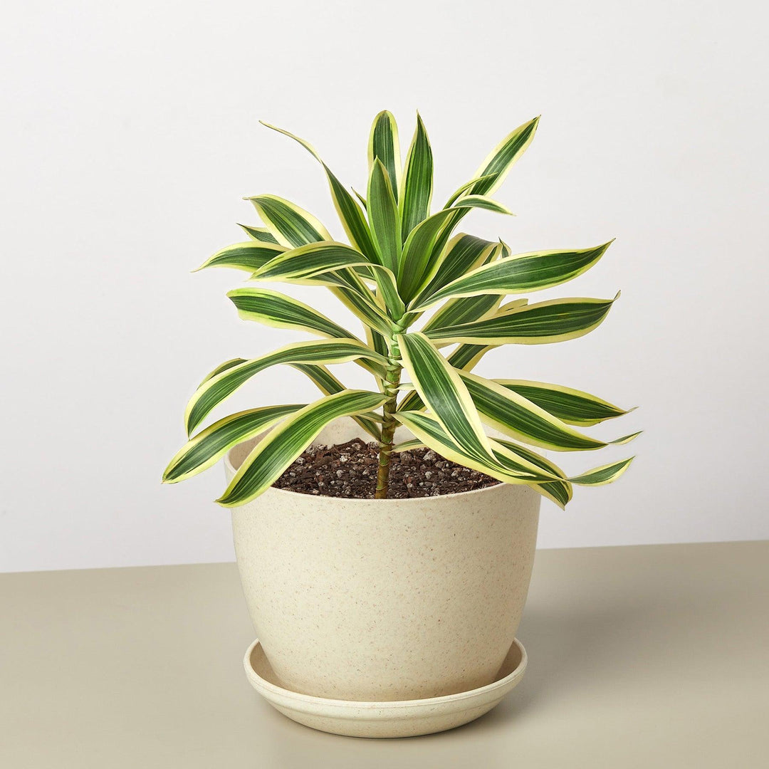 Dracaena Song of India - Casey & Company