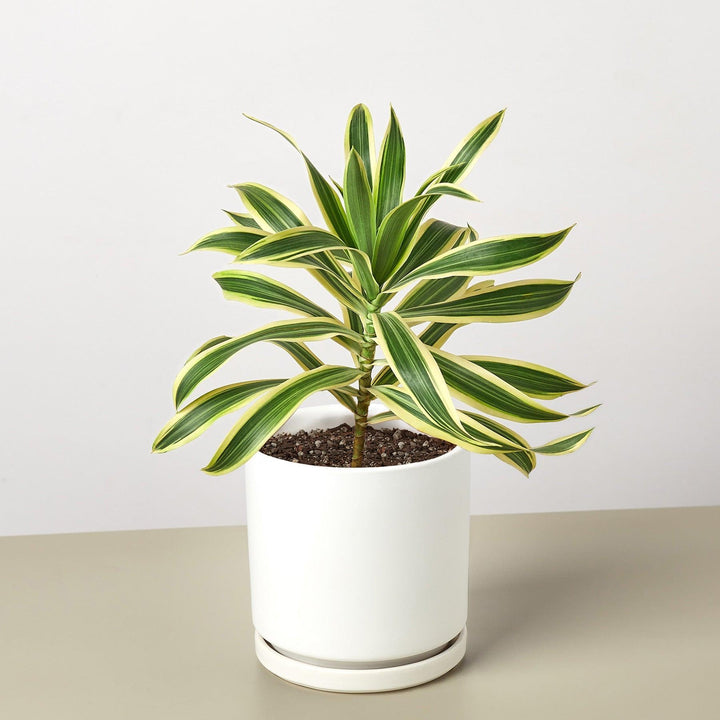 Dracaena Song of India - Casey & Company