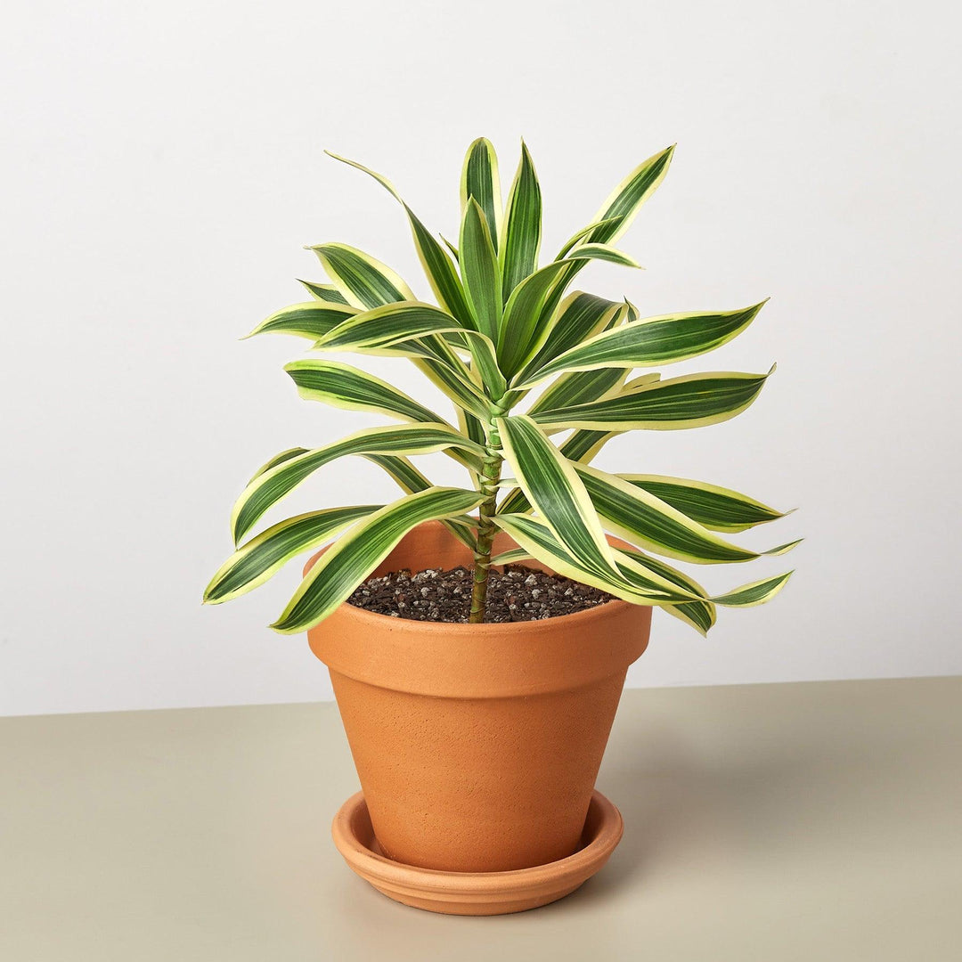 dracaena song of india Dracaena Song of India – Casey & Company