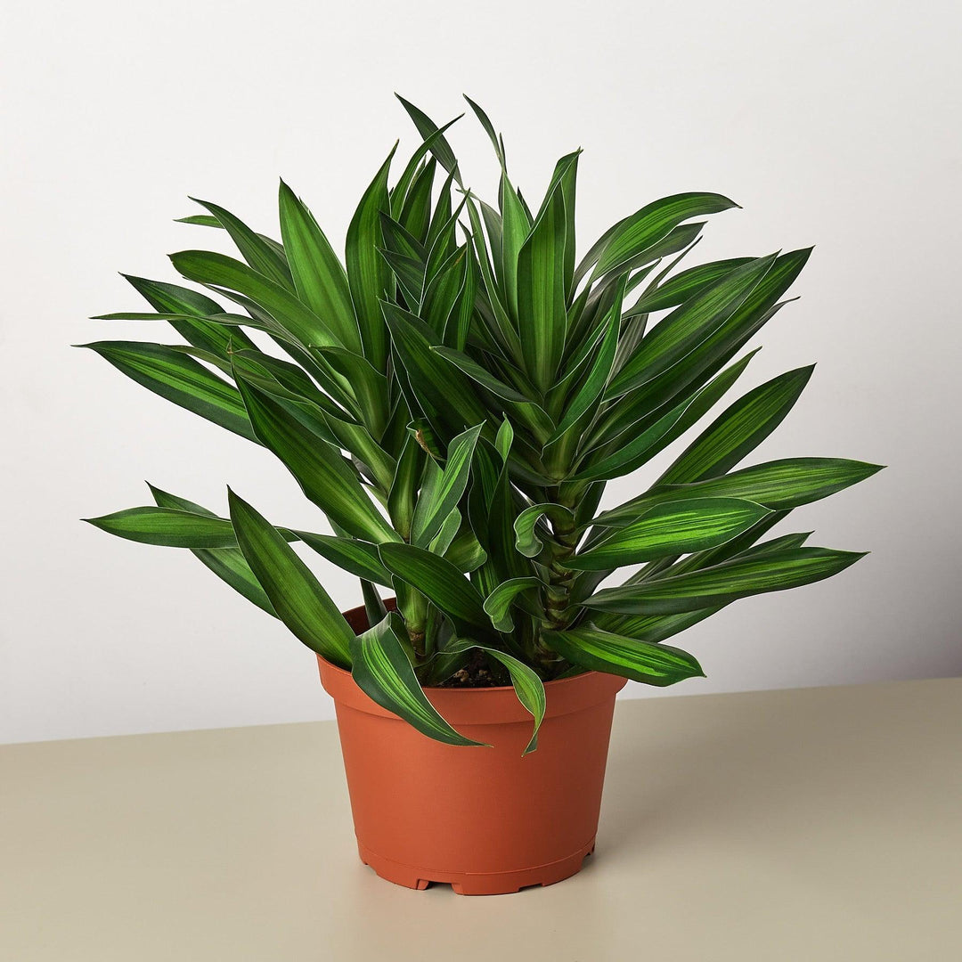 Dracaena 'Song of Jamaica' - Casey & Company