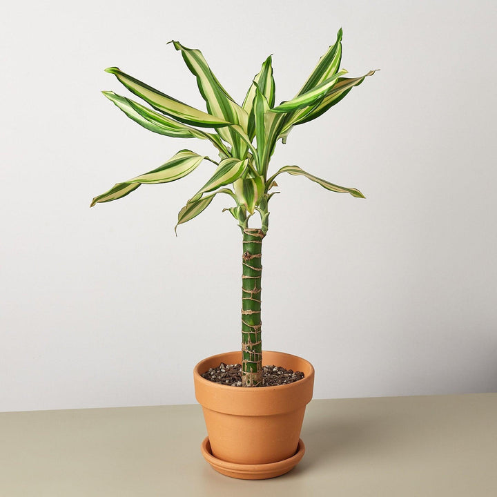 Dracaena 'Sted Sol Cane' - Casey & Company