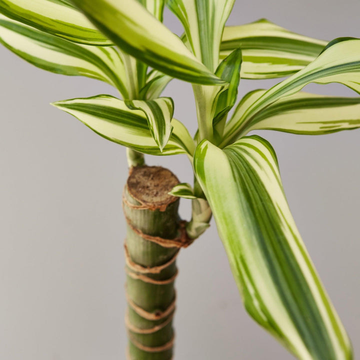 Dracaena 'Sted Sol Cane' - Casey & Company