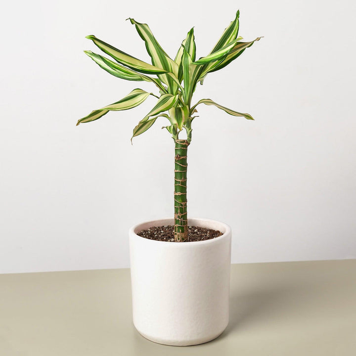 Dracaena 'Sted Sol Cane' - Casey & Company