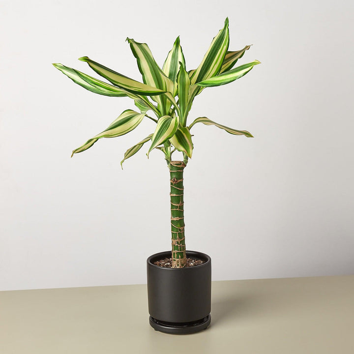 Dracaena 'Sted Sol Cane' - Casey & Company