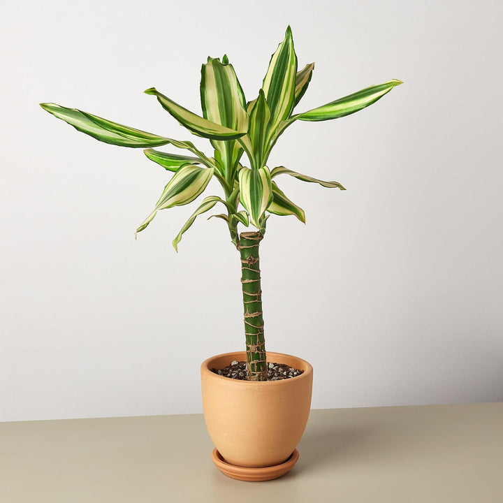 Dracaena 'Sted Sol Cane' - Casey & Company