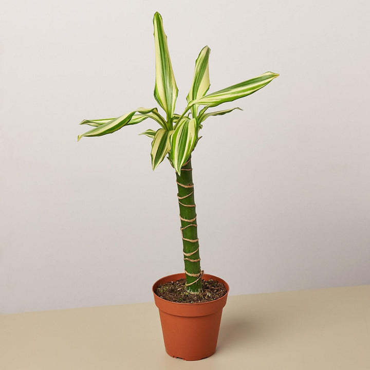 Dracaena 'Sted Sol Cane' - Casey & Company