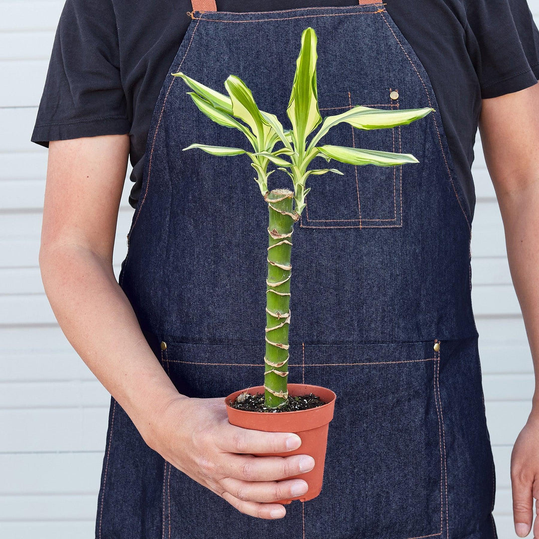 dracaena sol Dracaena 'Sted Sol Cane' – Casey & Company