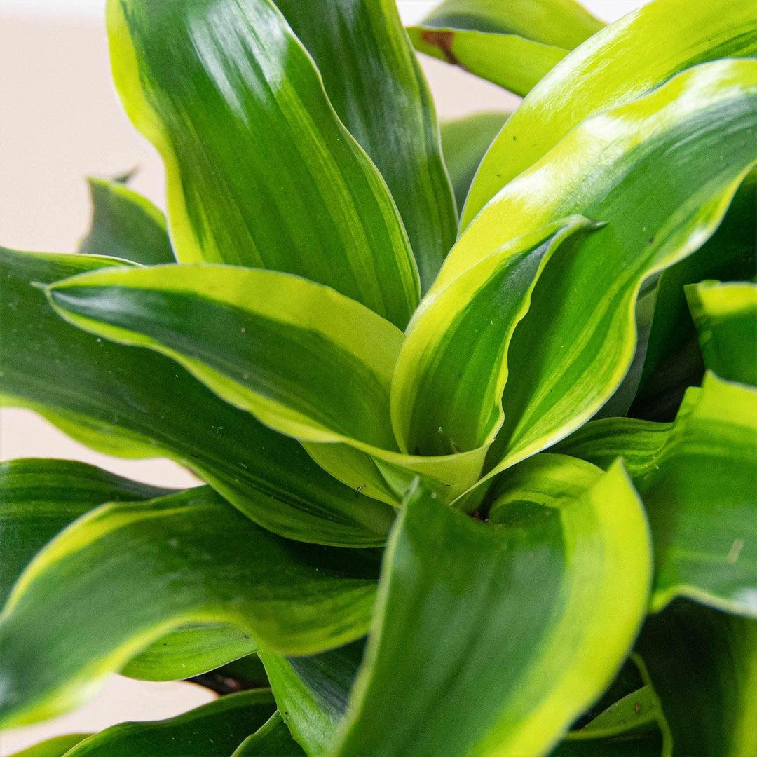 Dracaena 'Tornado' - Casey & Company