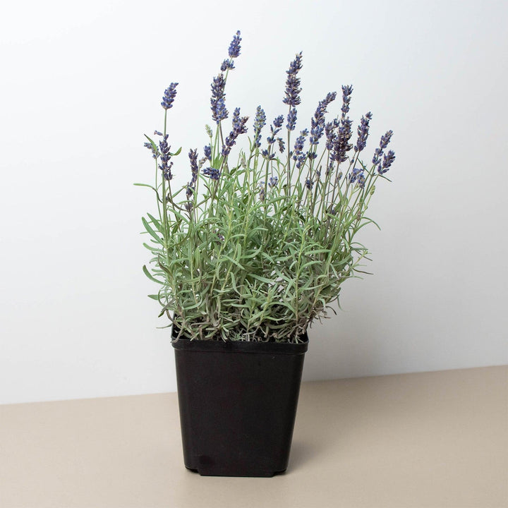 English Lavender - 6" Pot - Casey & Company