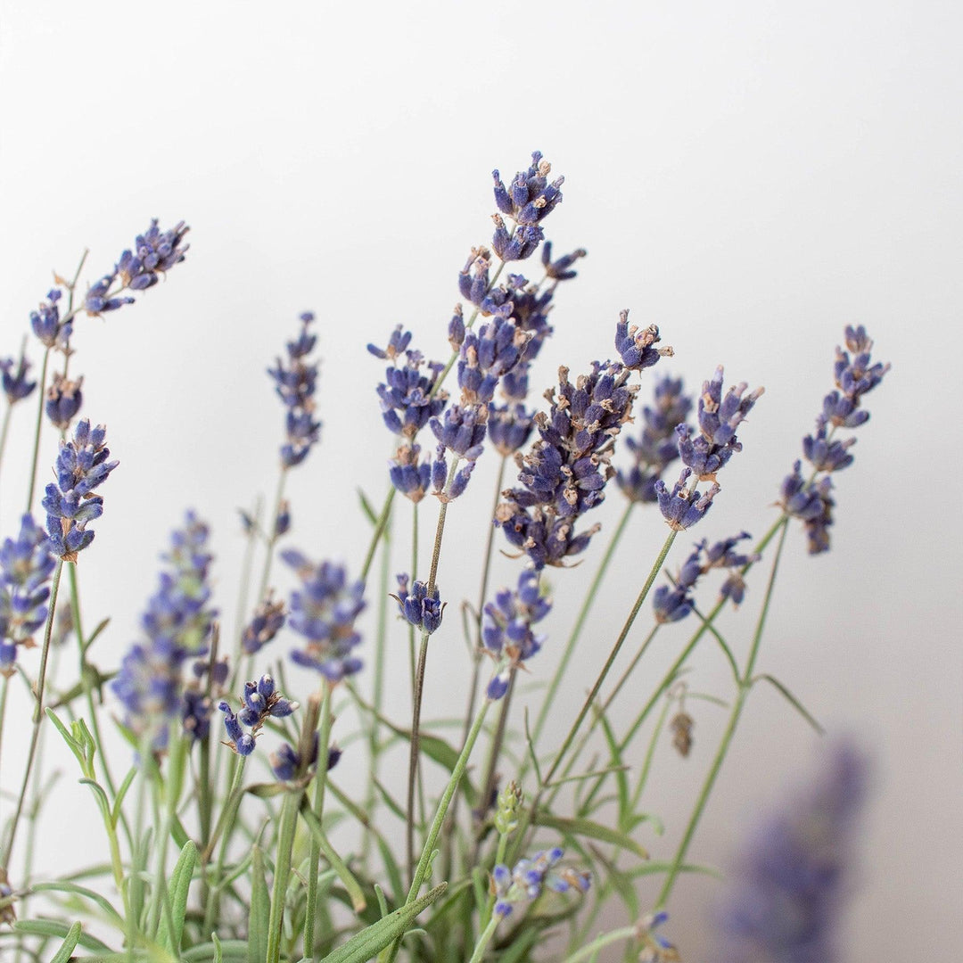 English Lavender - 6" Pot - Casey & Company