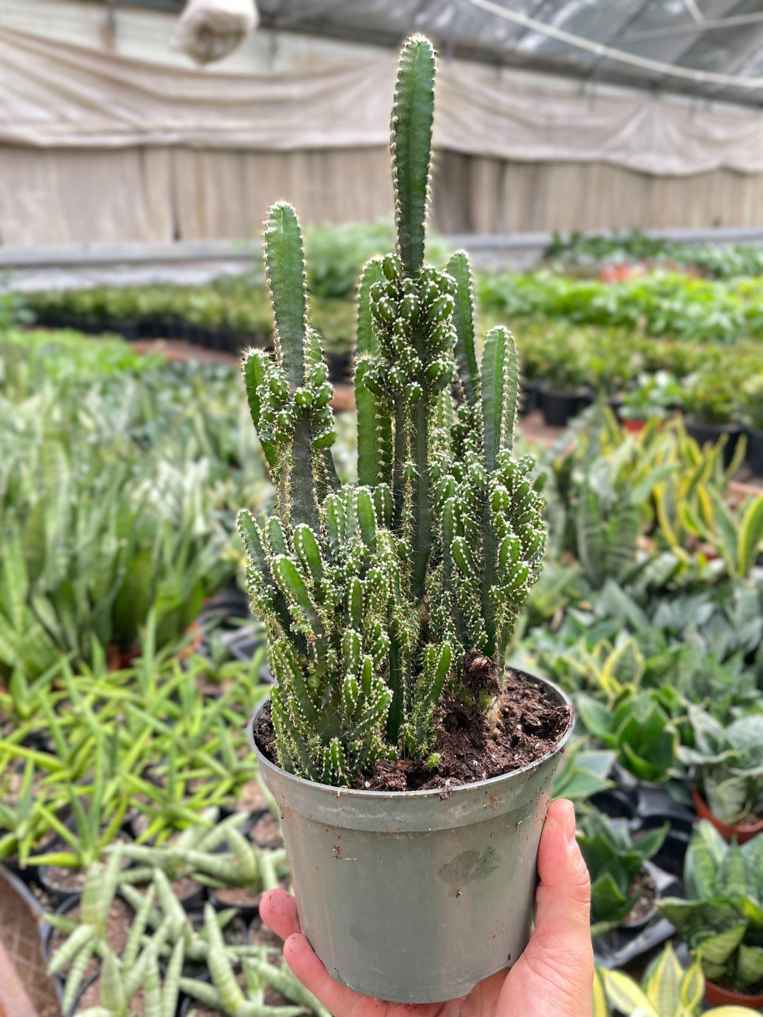 Fairy Castle Cactus - Casey & Company