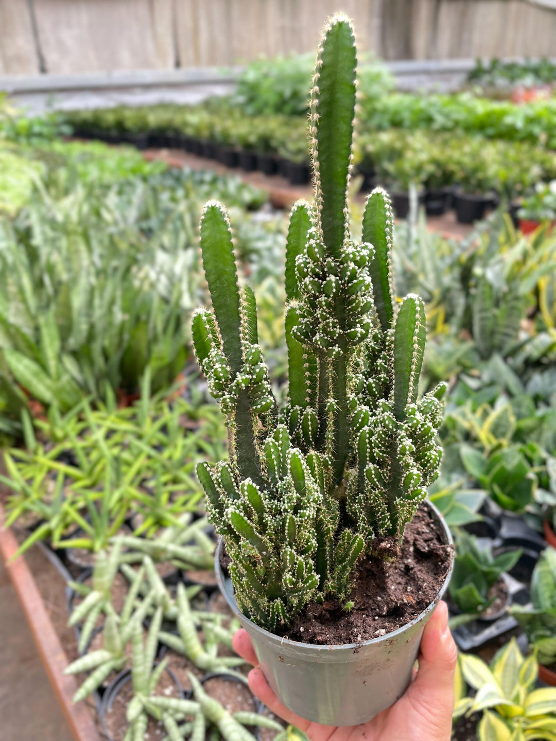 Fairy Castle Cactus - Casey & Company