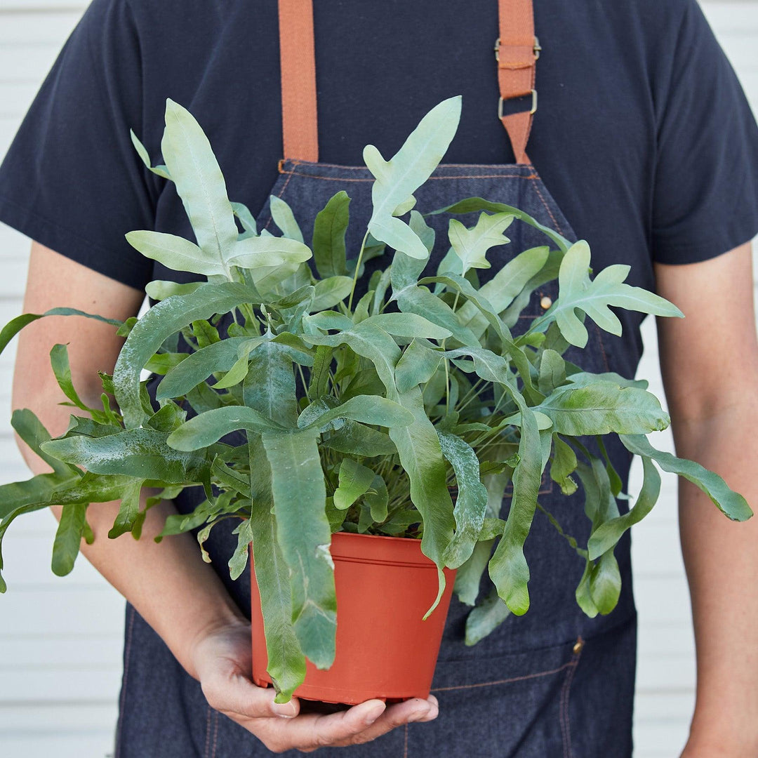 Fern 'Blue Star' - Casey & Company