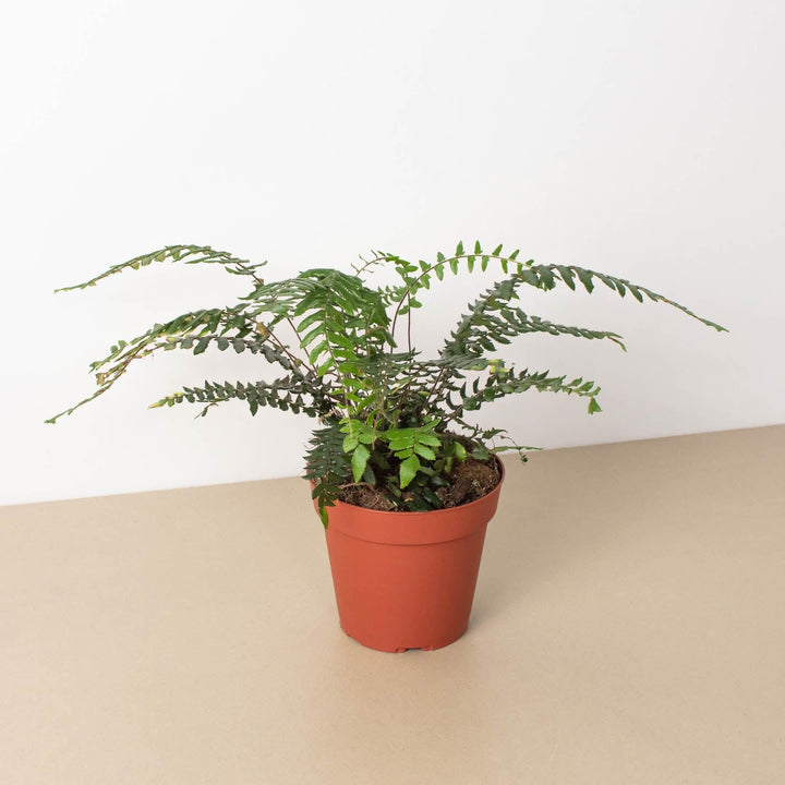 Fern Glowstar - 4" Pot - Casey & Company