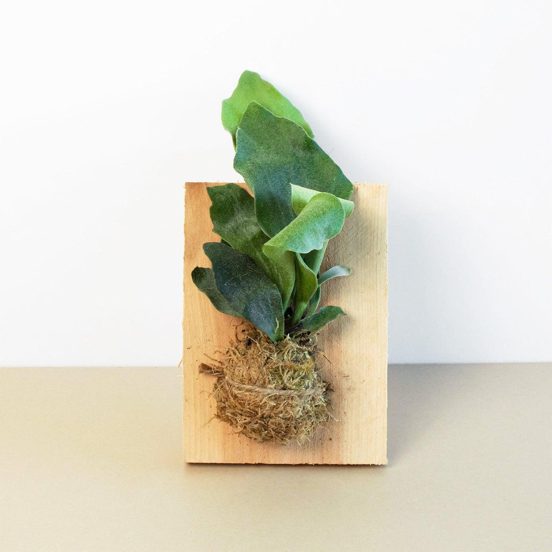 Fern Staghorn on Wood Mount - Casey & Company