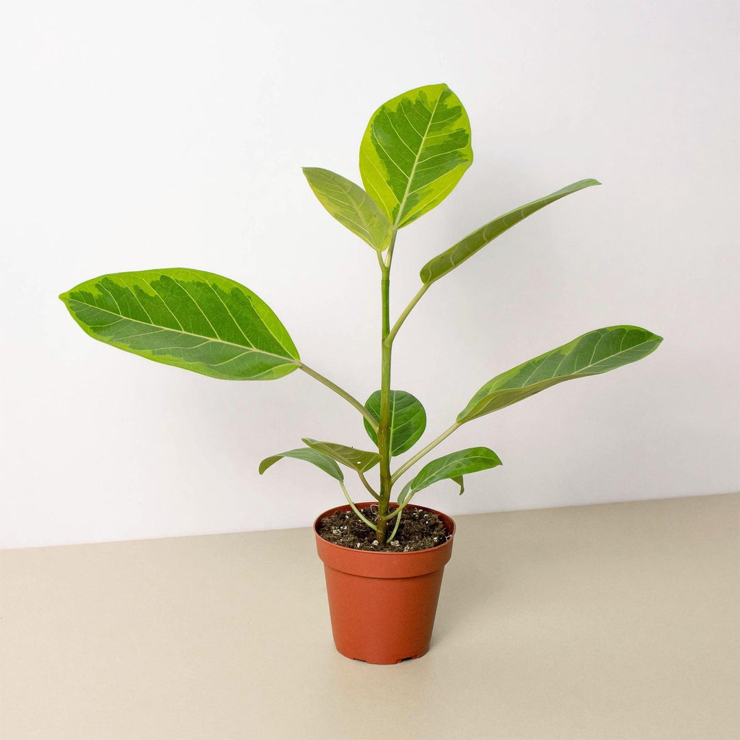 Ficus Altissima 'Yellow Gem' - Casey & Company