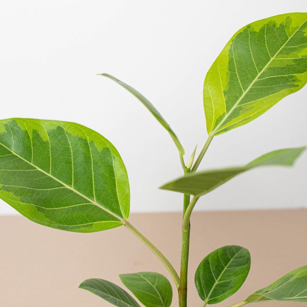 Ficus Altissima 'Yellow Gem' - Casey & Company