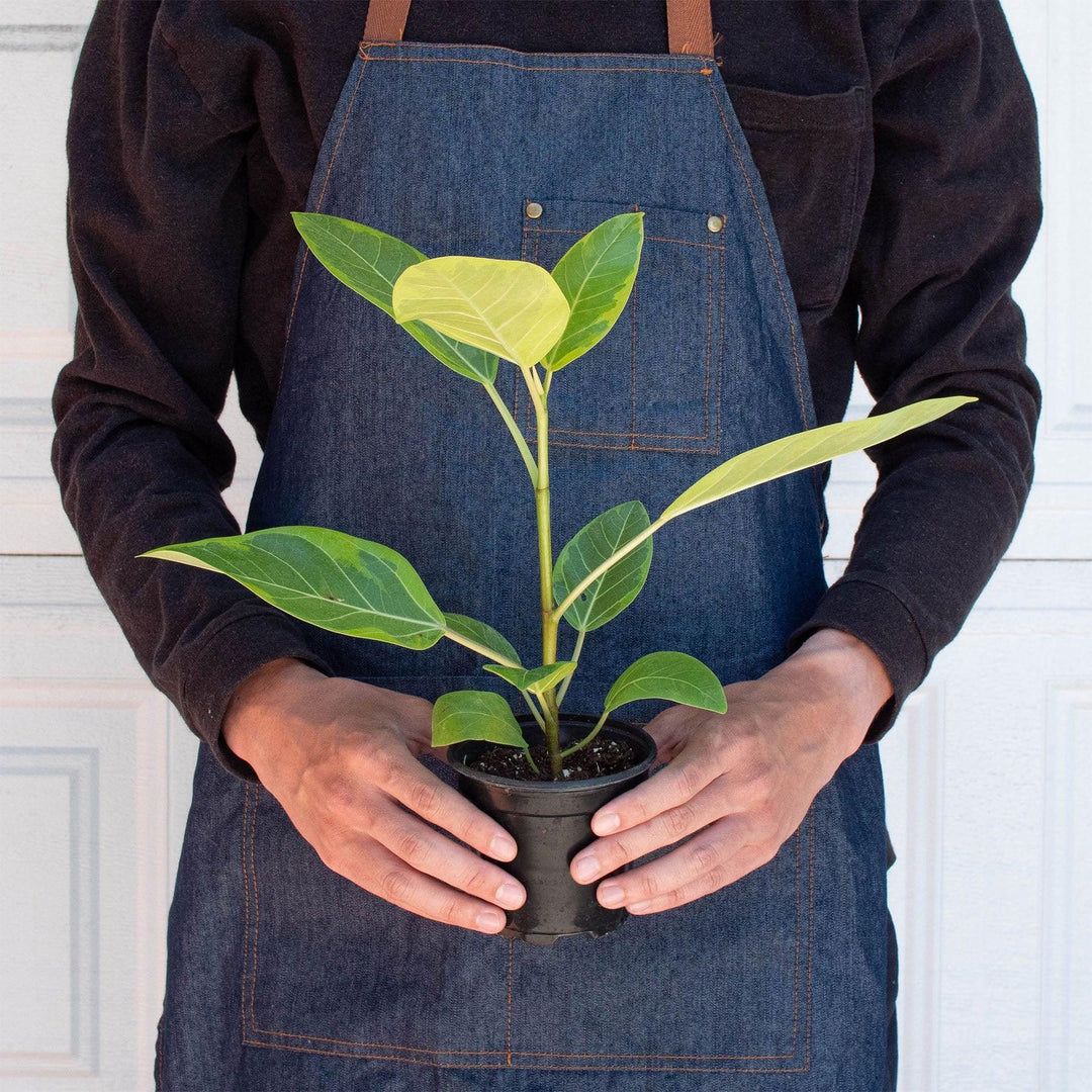 Ficus Altissima 'Yellow Gem' - Casey & Company