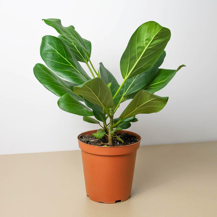 Ficus 'Audrey' - Casey & Company