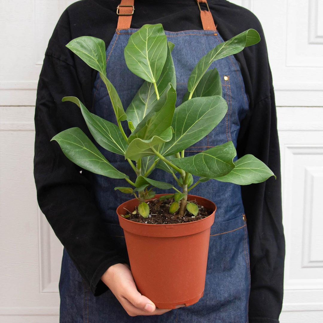 Ficus 'Audrey' - Casey & Company