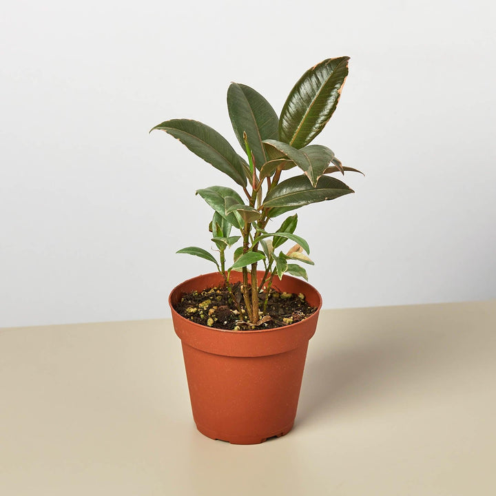 Ficus Elastica 'Tineke' - Casey & Company