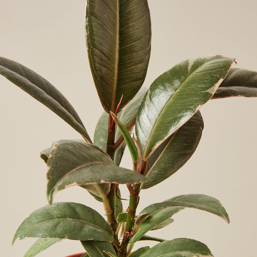 Ficus Elastica 'Tineke' - Casey & Company