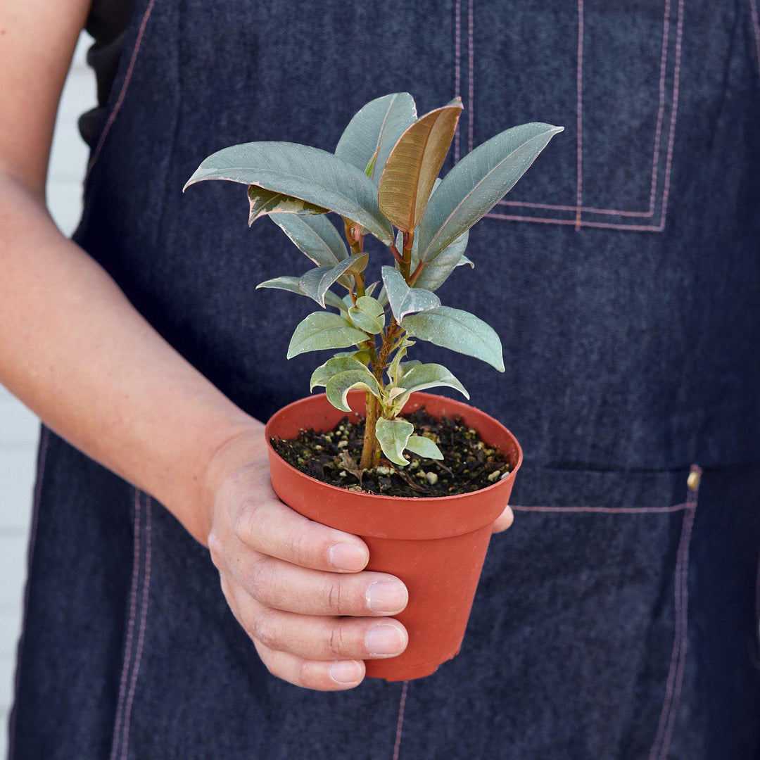 Ficus Elastica 'Tineke' - Casey & Company