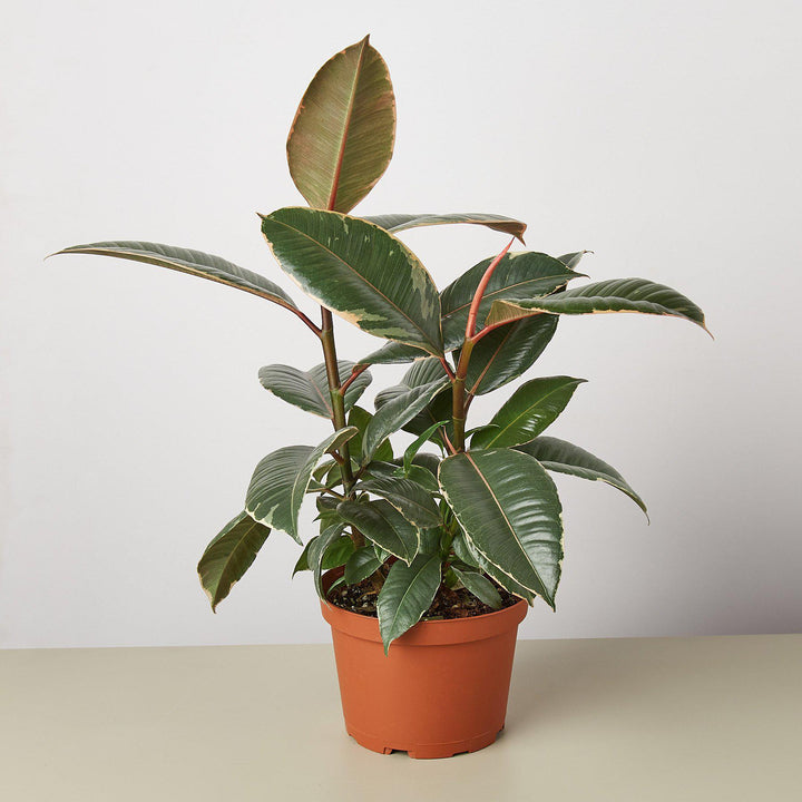 Ficus Elastica 'Tineke' - Casey & Company