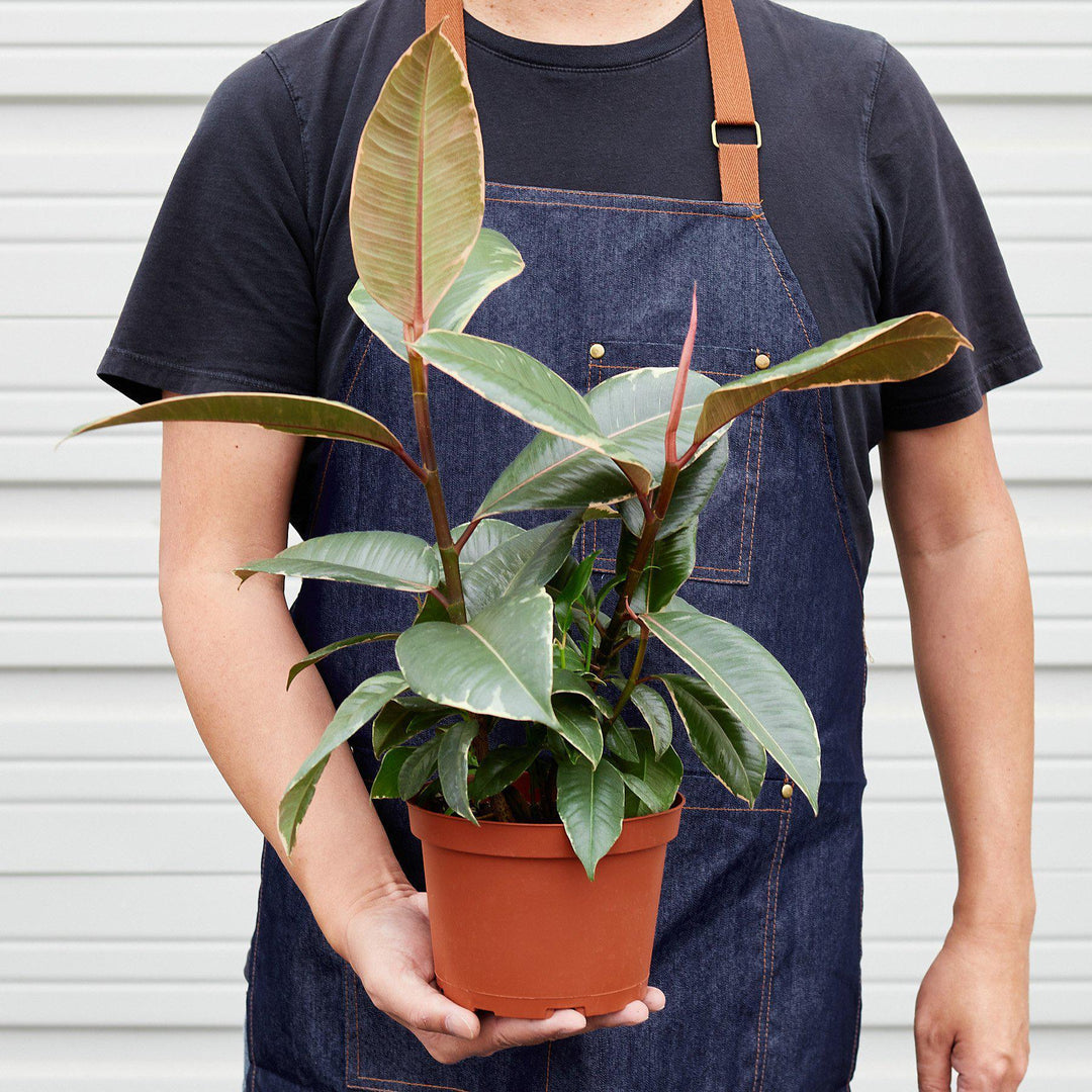 Ficus Elastica 'Tineke' - Casey & Company