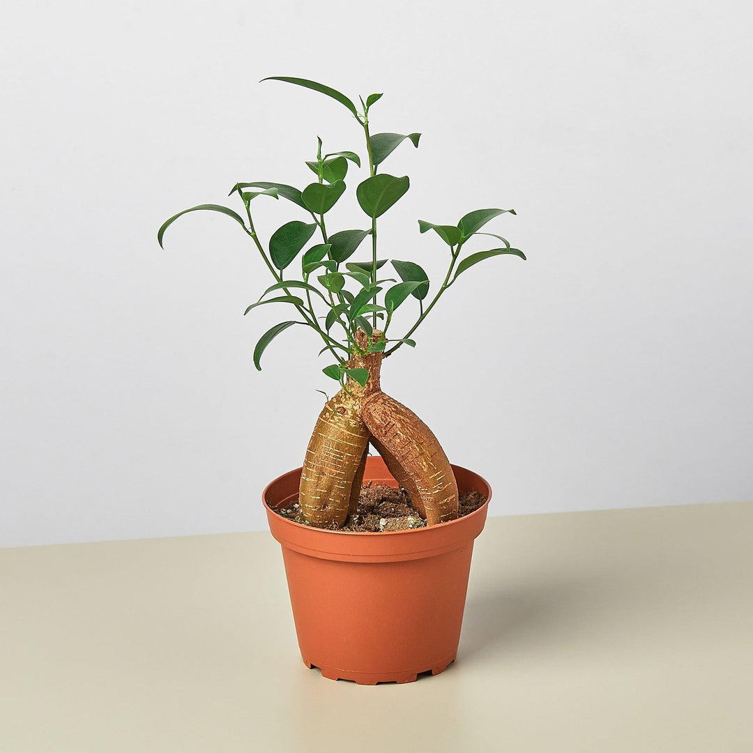 Ficus 'Ginseng' - Casey & Company