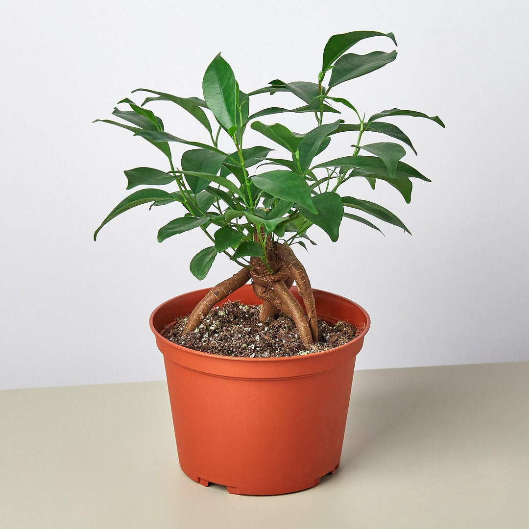 Ficus 'Ginseng' - Casey & Company